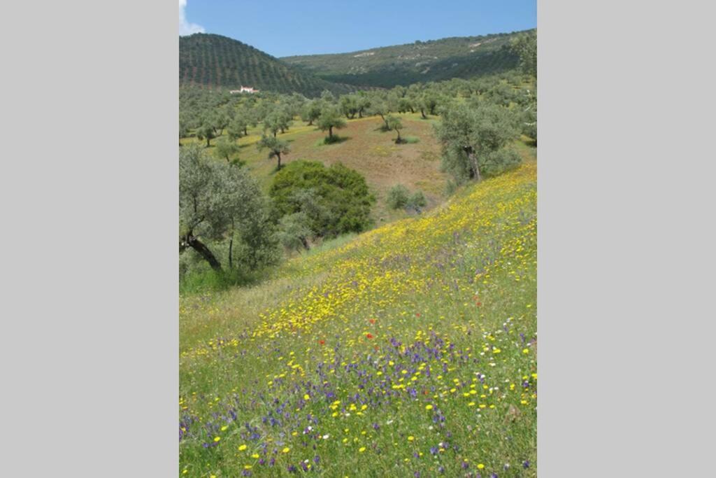 Вилла Cortijo "Era Grande 2" Кордова Экстерьер фото