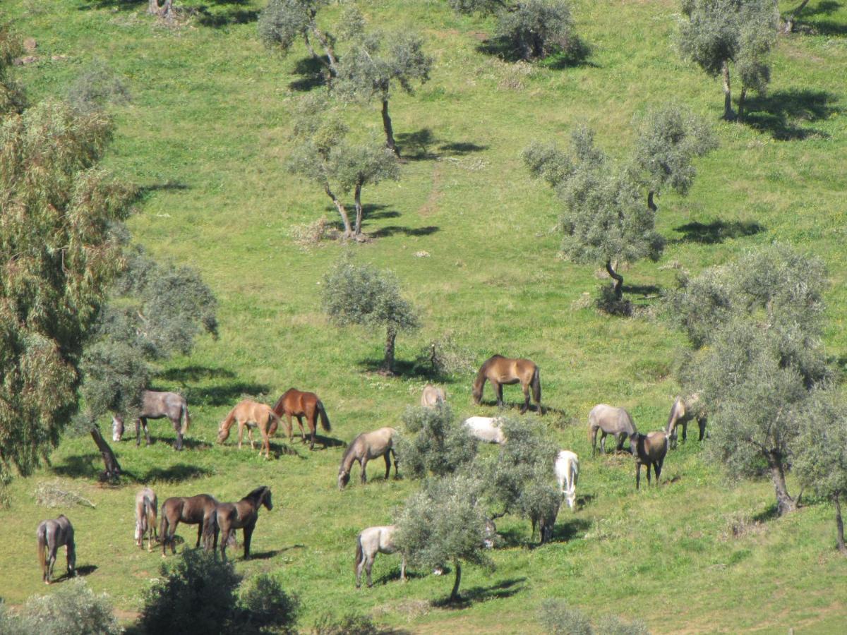 Вилла Cortijo "Era Grande 2" Кордова Экстерьер фото