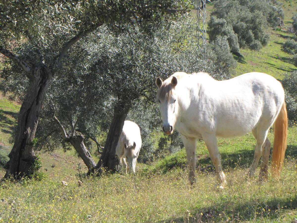 Вилла Cortijo "Era Grande 2" Кордова Экстерьер фото